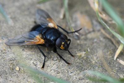 <i>Mesembrina meridiana</i>