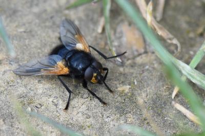<i>Mesembrina meridiana</i>