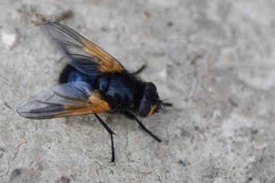 <i>Mesembrina meridiana</i>