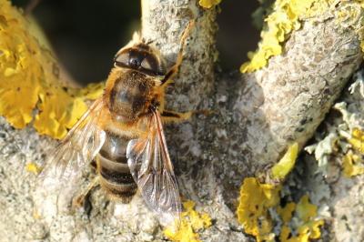 <i>Eristalis pertinax</i>