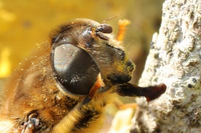 <i>Eristalis pertinax</i>