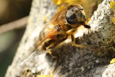 <i>Eristalis pertinax</i>