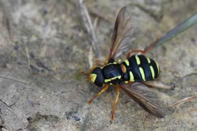 Philhelius citrofasciatus