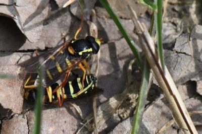 <i>Philhelius citrofasciatus</i>