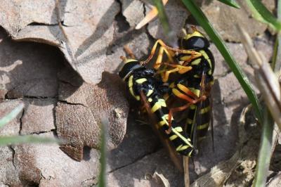 <i>Philhelius citrofasciatus</i>