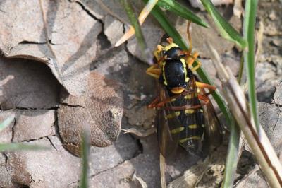 <i>Philhelius citrofasciatus</i>