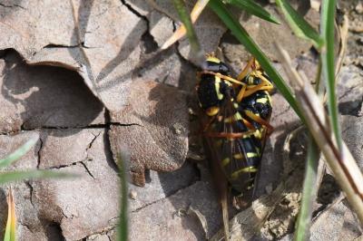 <i>Philhelius citrofasciatus</i>