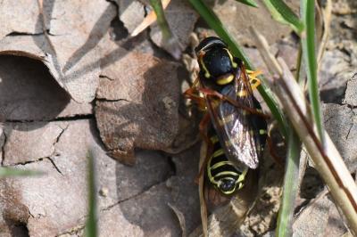 <i>Philhelius citrofasciatus</i>