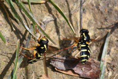 <i>Philhelius citrofasciatus</i>