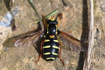 <i>Philhelius citrofasciatus</i>