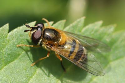 <i>Epistrophe eligans</i>