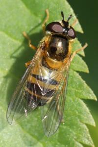 <i>Epistrophe eligans</i>
