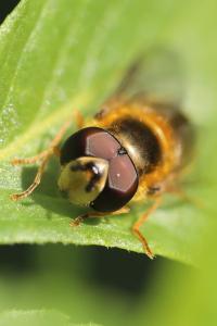 <i>Epistrophe eligans</i>