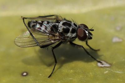 <i>Anthomyia pluvialis</i>