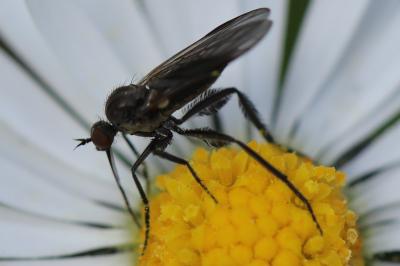 <i>Empis pennipes</i>