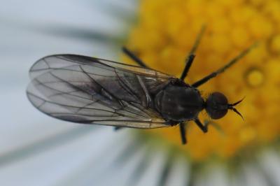 <i>Empis pennipes</i>