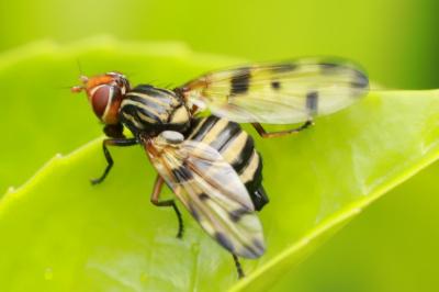 <i>Otites porcus</i>