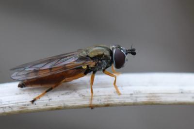<i>Platycheirus fulviventris</i>