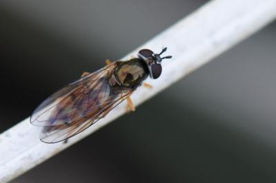 <i>Platycheirus fulviventris</i>