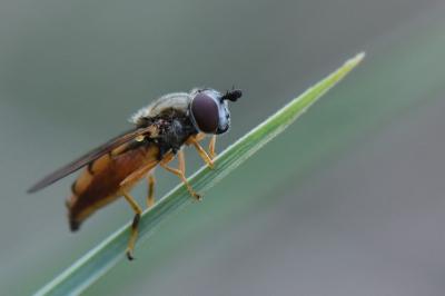 <i>Platycheirus fulviventris</i>