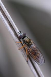 <i>Platycheirus fulviventris</i>
