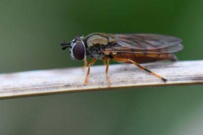 <i>Platycheirus fulviventris</i>