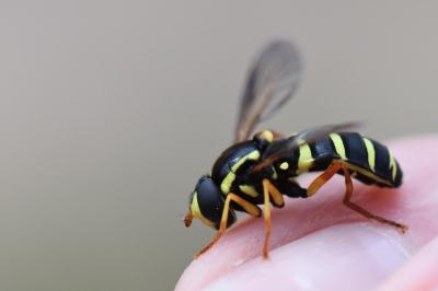 <i>Philhelius citrofasciatus</i>