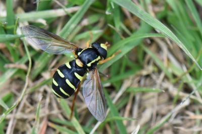 <i>Philhelius citrofasciatus</i>