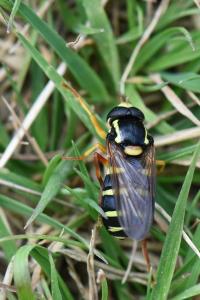 <i>Philhelius citrofasciatus</i>