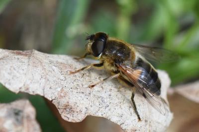 <i>Eristalis tenax</i>