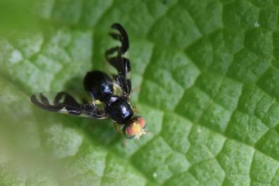 <i>Euleia heraclei</i>