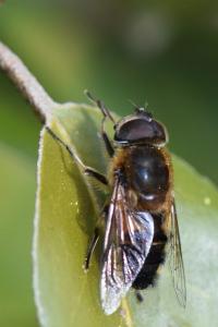 <i>Eristalis similis</i>