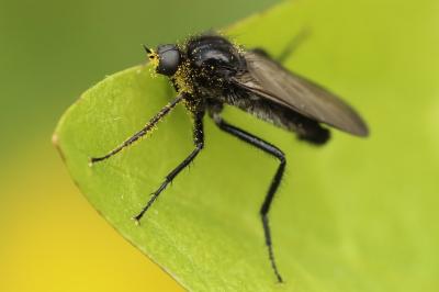 <i>Empis ciliata</i>