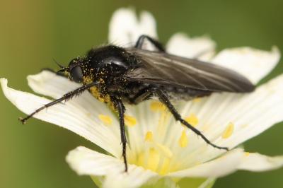 <i>Empis ciliata</i>
