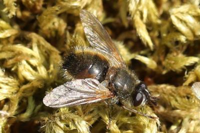 <i>Tachina lurida</i>