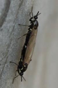 <i>Scatopse notata</i>
