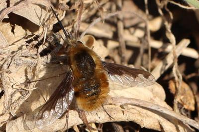 <i>Bombylius major</i>