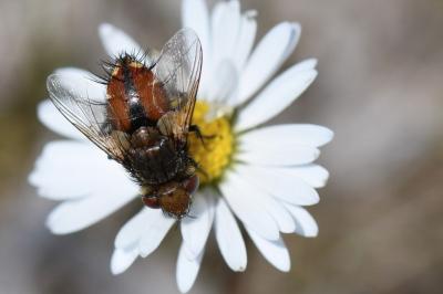<i>Gonia vacua</i>