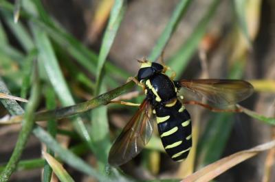 Philhelius citrofasciatus