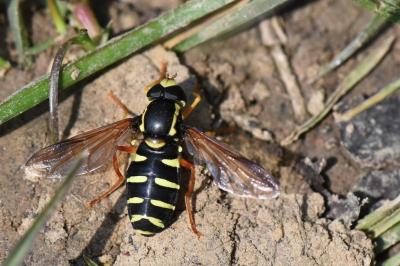 <i>Philhelius citrofasciatus</i>