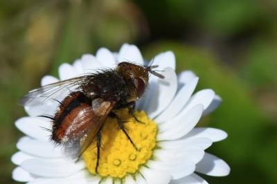 <i>Gonia vacua</i>