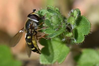 <i>Eupeodes luniger</i>