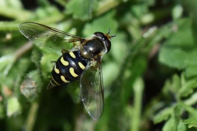 <i>Eupeodes luniger</i>