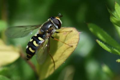 <i>Eupeodes luniger</i>