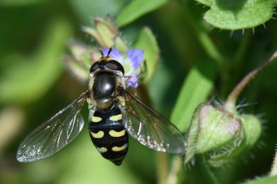 <i>Eupeodes luniger</i>