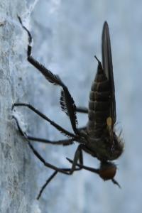 <i>Empis pennipes</i>