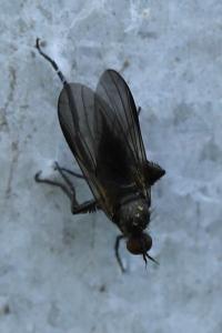 <i>Empis pennipes</i>