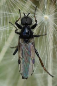 <i>Bibio johannis</i>
