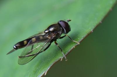 <i>Platycheirus albimanus</i>