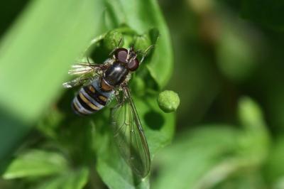 <i>Episyrphus balteatus</i>